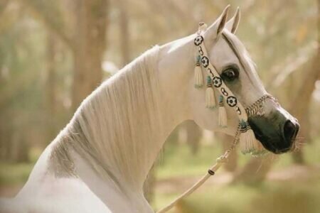 فن تربية الخيل عند الأمير محمد علي توفيق